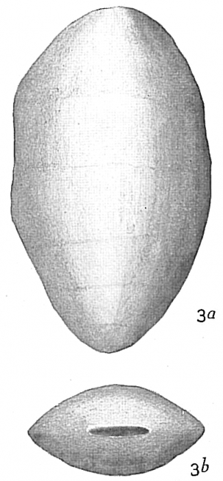 Lingulina carinata Lingulina carinata