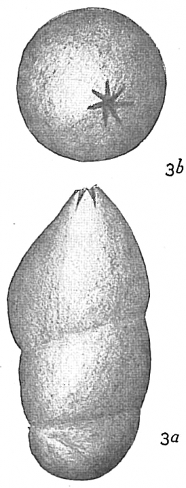 Marginulina glabra Marginulina glabra