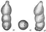 Marginulina striatula
