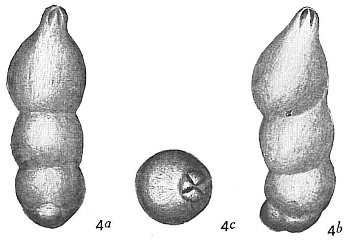 Marginulina striatula Marginulina striatula