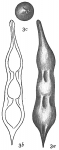 Nodosaria catenulata
