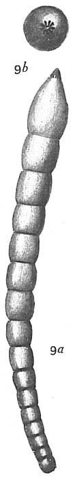 Nodosaria consobrina emaciata Nodosaria consobrina emaciata