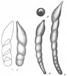 Nodosaria filiformis