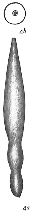 Nodosaria haueriana Nodosaria haueriana