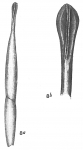 Nodosaria longirostrata