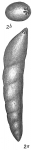 Nodosaria mucronata