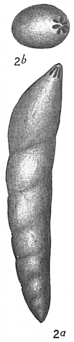 Nodosaria mucronata Nodosaria mucronata