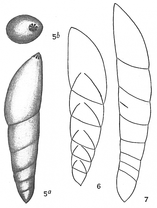Nodosaria mucronata Nodosaria mucronata