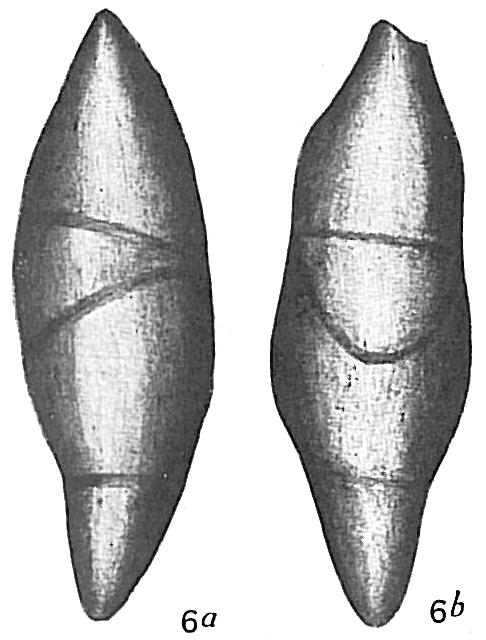 Nodosaria mucronata Nodosaria mucronata