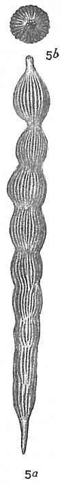 Nodosaria obliqua Nodosaria obliqua