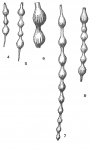 Nodosaria pyrula var. semirugosa