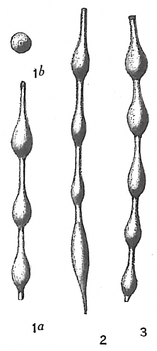 Nodosaria pyrula sensu Cushman, 1913 = Grigelis orectus Nodosaria pyrula sensu Cushman, 1913 = Grigelis orectus