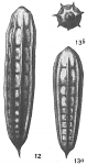 Protozoa