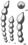 Nodosaria soluta