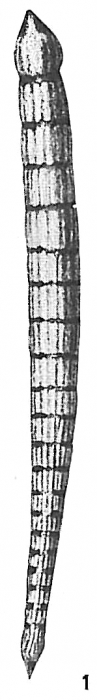 Nodosaria vertebralis Nodosaria vertebralis