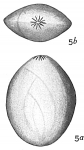 Polymorphina amygdaloides?