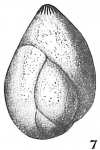 Polymorphina communis