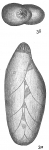 Polymorphina compressa