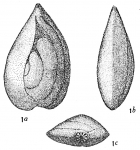 Polymorphina elegantissima