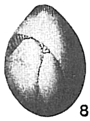 Polymorphina lactea Polymorphina lactea
