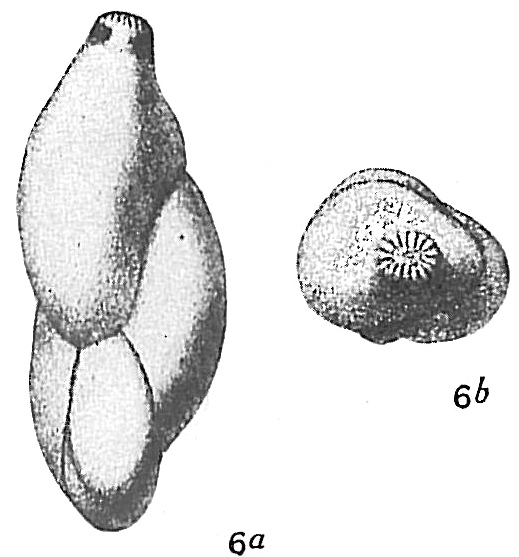 Polymorphina oblonga Polymorphina oblonga