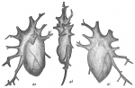 Polymorphina ovata