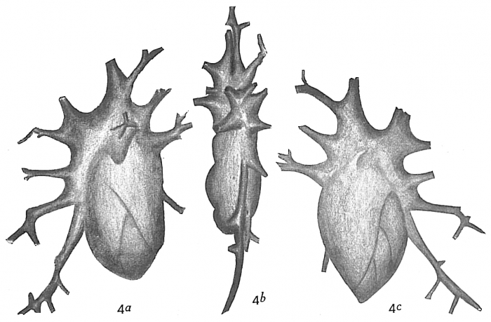 Polymorphina ovata Polymorphina ovata