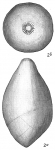 Polymorphina ovata