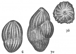 Polymorphina regina