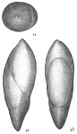 Polymorphina rotundata