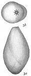 Polymorphina sororia