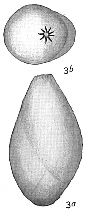 Polymorphina sororia Polymorphina sororia