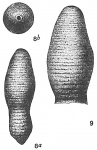 Siphogenerina annulata