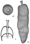 Siphogenerina irregularis