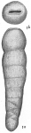 Siphogenerina striatula