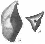 Triplasia reussii