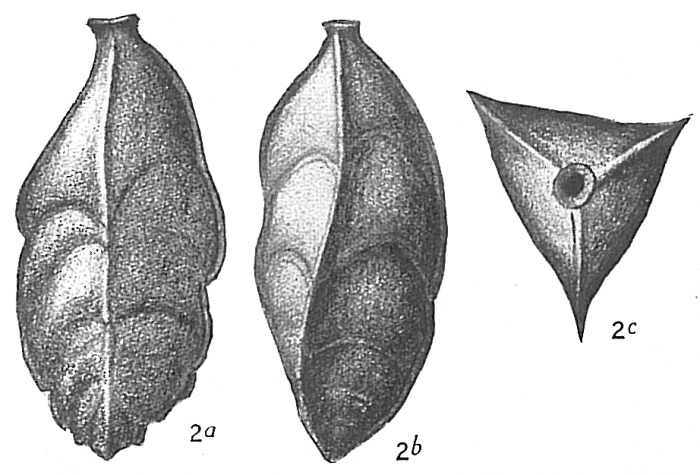 Triplasia tricarinata Triplasia tricarinata