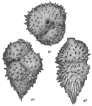 Uvigerina aculeata
