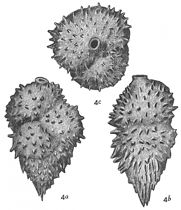 Uvigerina aculeata Uvigerina aculeata