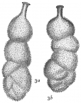 Uvigerina ampullacea