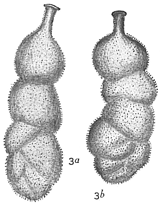 Uvigerina ampullacea Uvigerina ampullacea