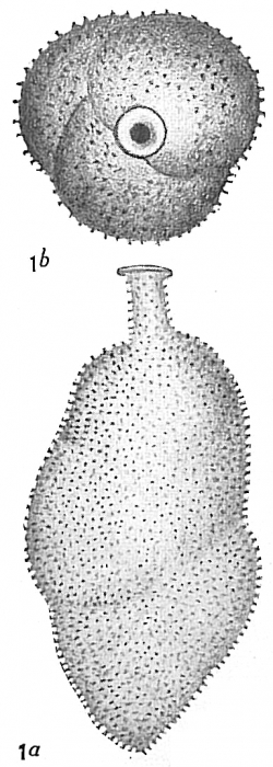 Uvigerina asperula Uvigerina asperula