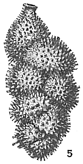 Uvigerina auberiana Uvigerina auberiana