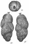 Uvigerina brunnensis