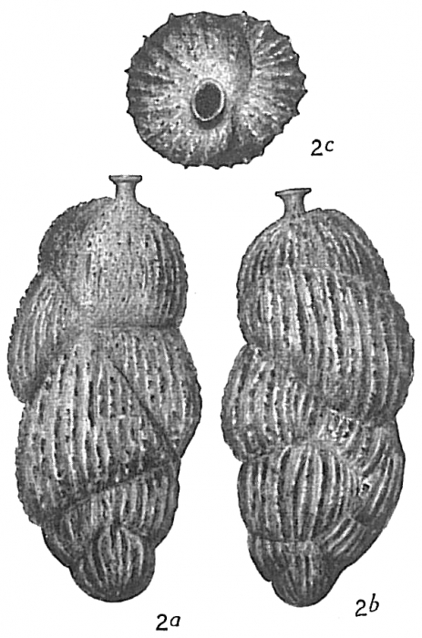Uvigerina brunnensis Uvigerina brunnensis