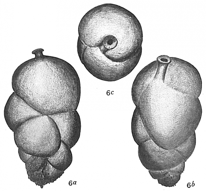 Uvigerina canariensis Uvigerina canariensis