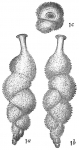 Uvigerina interrupta