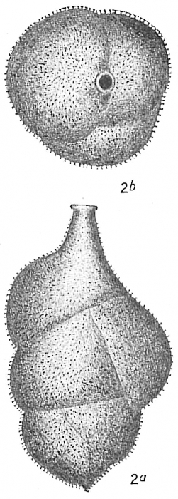 Uvigerina proboscidea Uvigerina proboscidea