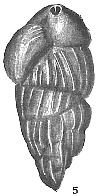 Uvigerina pygmaea Uvigerina pygmaea