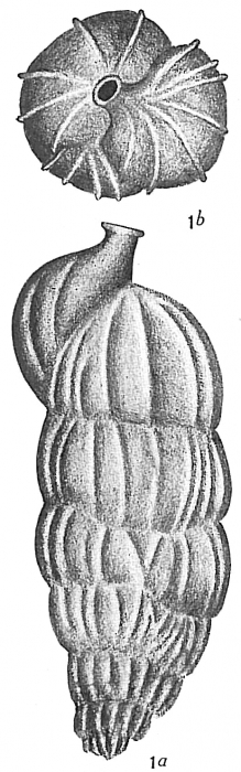 Uvigerina pygmaea Uvigerina pygmaea